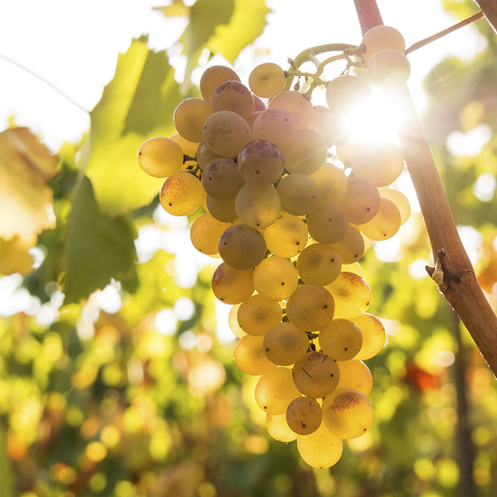 L'arco dei tipici Vini